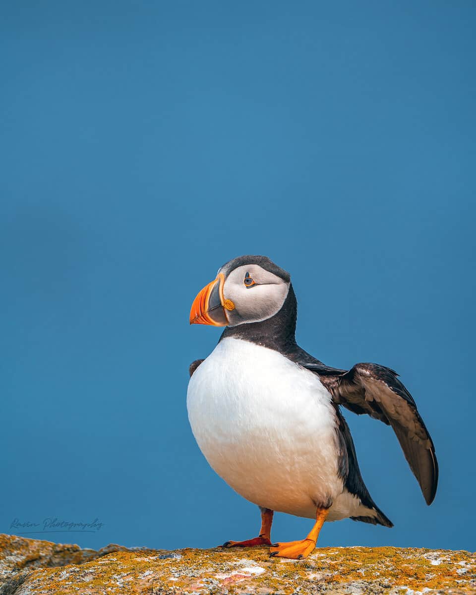 Atlantic puffin portrait, Nova Scotia coast