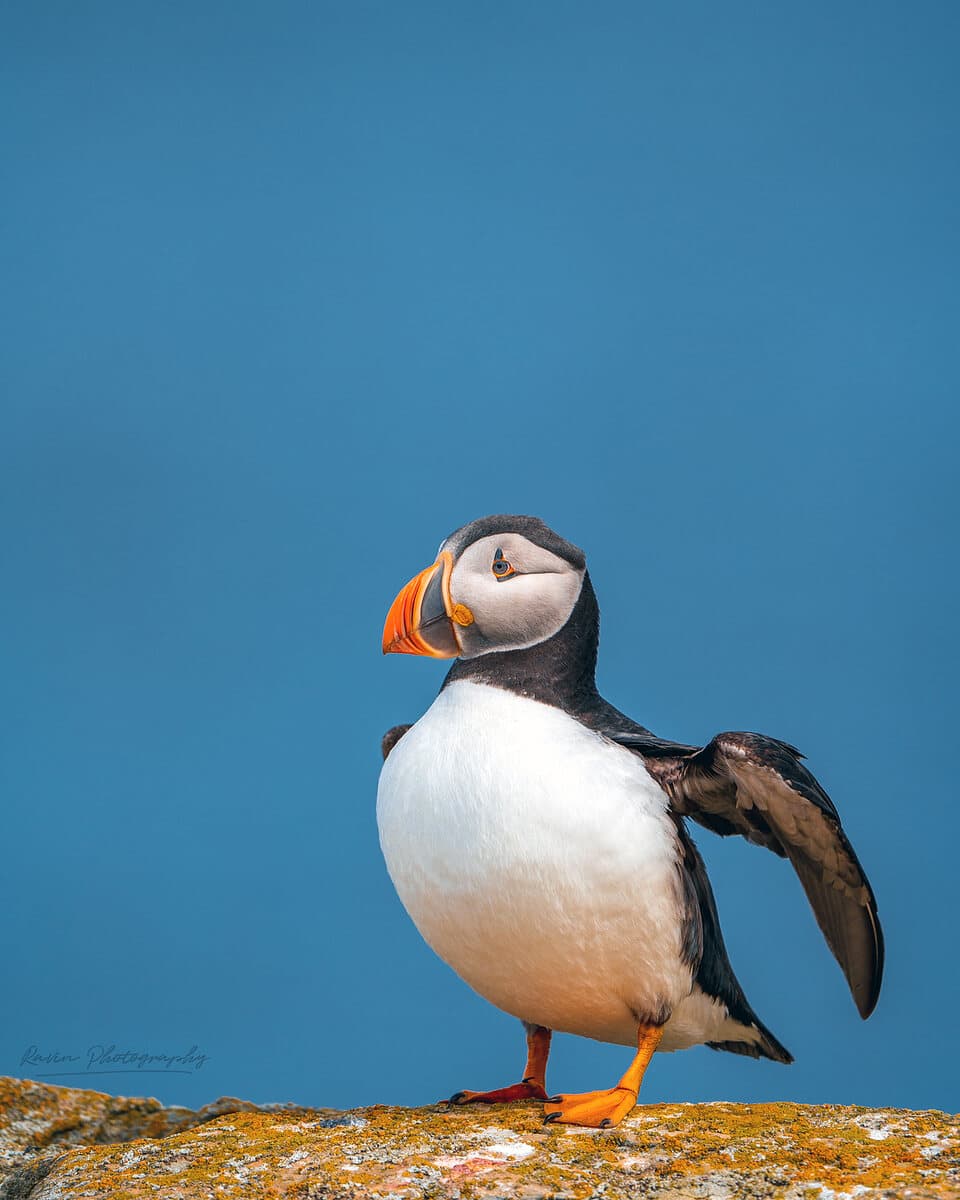 Atlantic puffin portrait, Nova Scotia coast